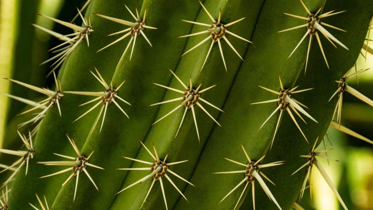 aesthetic cactus
