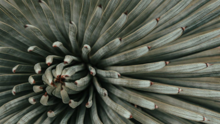 plant and flower : Agave