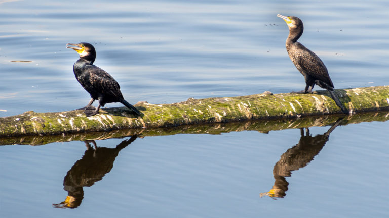 cormorant perched on a tree trunk in the river