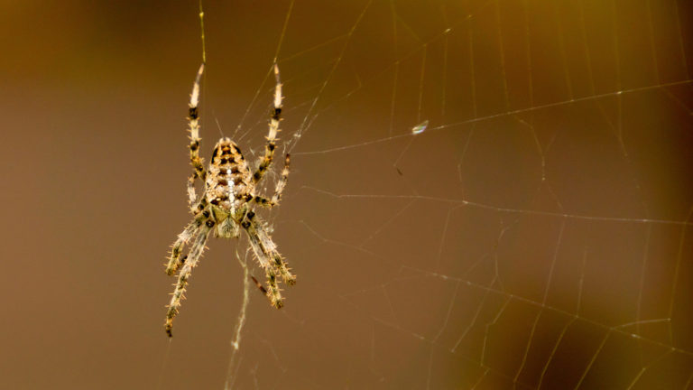 animals photo of a spider making a web